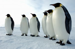 A line of Emperor penguins in Antarctica