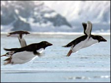 flying penguins