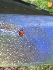 ladybird