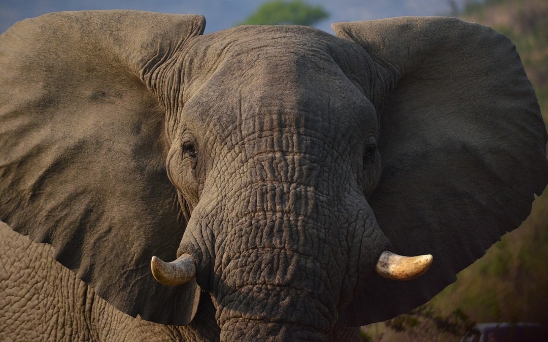 elephant close-up